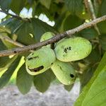 Pawpaw Tree Live Plant in Quart Pot, 6-12 Inches Tall, Hardy Paw Paw Fruit Tree for Planting Outdoors