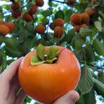 5 Sweet Persimmon Trees Live Plants 1-1.5 Feet Tall, Bare Roots, Hardy Fruit-Bearing Tree Ready to Grow Outdoor
