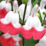 3 Hot Lips Sage Salvia Plants Live, Well Rooted Sage Flowering Plants, Hardy Perennial Bushes Shrubs Live Plant with Bright Red Blooms, Turn Red in Summer