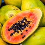 Papaya Tree Live Plant, 8 Months Old Seedlings 5-10" in Tall in 4" Pot, Fast-Growing Tropical Fruit Tree, No CA