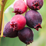 1 Year Old Serviceberry Tree Live Plant, Size 12-18 Inches in Tall in Quart Pot, Domant in Winter, Very Hardy
