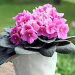 Pink African Violet Live Plant in 4” Pot, Blooming Indoor Houseplant, Easy Care Flowering Plant for Home or Office Décor