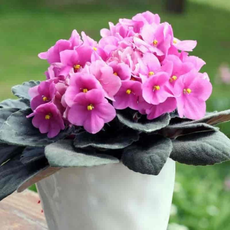 Pink African Violet Live Plant in 4” Pot, Blooming Indoor Houseplant, Easy Care Flowering Plant for Home or Office Décor