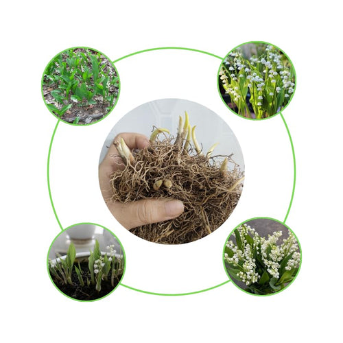 10 Lily of the Valley Bulbs, Fragrant Spring Flowers, Hardy Perennial Plant for Shade Gardens