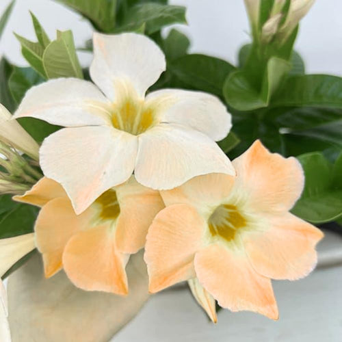 2 Apricot Dipladenia Bushes Flower Plants, Pink Flowering Plants, 4-8 Inches, Outdoor Growing