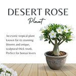 02 White Desert Rose Live Plants, Starter Adenium 3-6 Inches Tall, No Pot, No Flower, Tropical Flowering Succulent Plants for Indoor Outdoor Growing