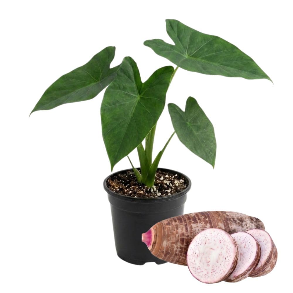 Vietnamese Taro Plant, 3-6" Tall, Taro Plant in Pot, Edible Tropical Plant for Garden Growing