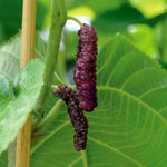 Mulberry Tree Live Plant 5 to 8 Inch Tall, Everbearing Mulberry Bush Live Plant, Mulberry Plant Live (Pakistan Mulberry)