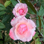 Rose Bush Live Plant, Heirloom Rose Plant Live for Planting, 5-10 Inch Tall, Fragrant Flowers Well Rooted Starter Plant, No Pot (Pink Rose)