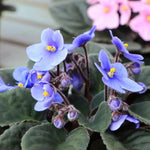 Light Blue African Violet Live Plant in 4” Pot, Blooming Indoor Houseplant, Easy Care Flowering Plant for Home or Office Décor