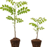 2 Black Locust Seedlings Bare Roots, Hardy Black Locust Tree for Outdoor Planting, 6-8 Inches Tall, Well-Rooted, Ready to Grow