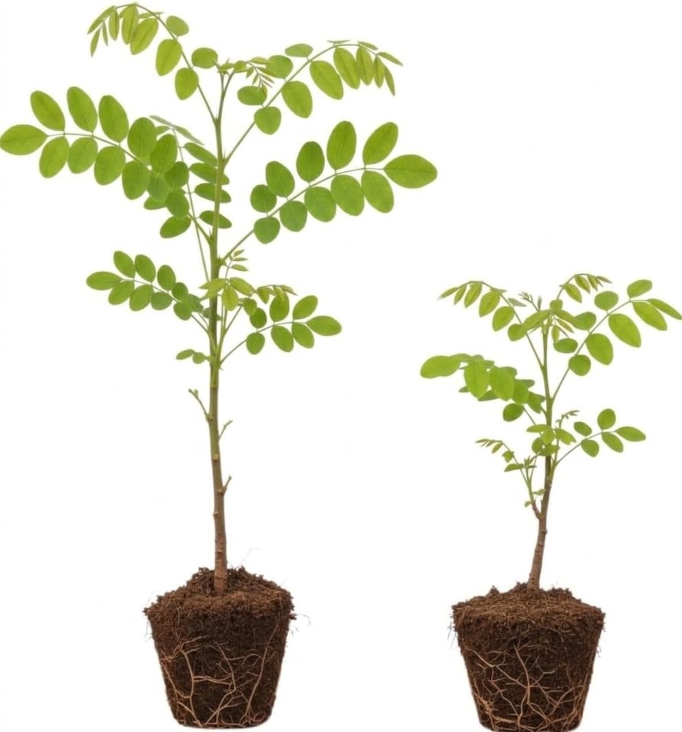 2 Black Locust Seedlings Bare Roots, Hardy Black Locust Tree for Outdoor Planting, 6-8 Inches Tall, Well-Rooted, Ready to Grow