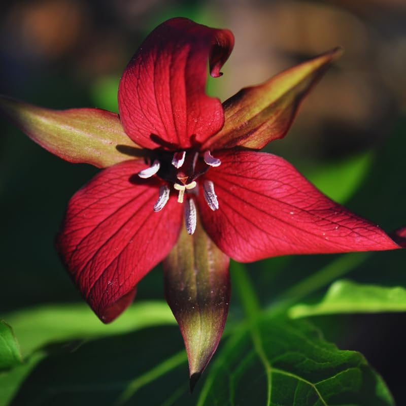 Set of 20 Red Trillium Bulbs, Trillium Flower Bulbs, Large Bulbs, Trillium Bulb for Fall Planting Outdoor Indoor
