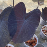 Colocasia Elephant Ears Live Plant, Alocasia Plant, Esculenta Taro Live Houseplant, 5-7 Inc Tall (Black Leaf and Stem)