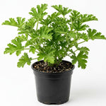 Live Citronella Plant, 4 Inch Pot, Fragrant Herb Leaves, Citronella Plants Live Potted for Growing, Indoor Outdoor Home Garden
