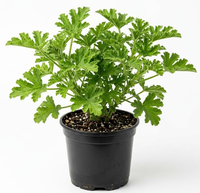 Live Citronella Plant, 4 Inch Pot, Fragrant Herb Leaves, Citronella Plants Live Potted for Growing, Indoor Outdoor Home Garden