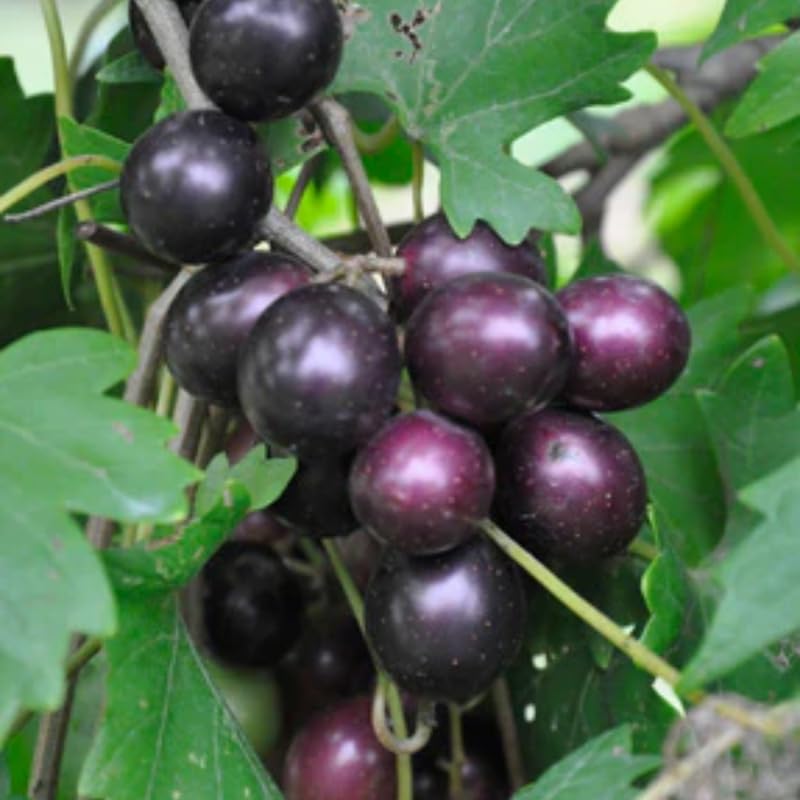 Black Muscadine Grape Plant Live, 6-12 Inch Tall, in 4" Pot, Well Rooted Vines for Outdoor Planting