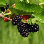 Mulberry Tree Live Plant 5 to 8 Inch Height, Everbearing Mulberry Bush Live Plant to Grow, Mulberry Plant Live (Illinois Everbearing Mulberry)