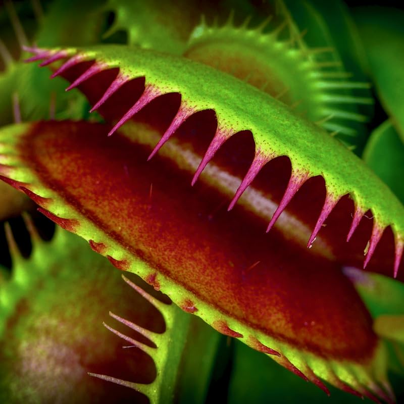 3 Green Venus Flytraps Plants Live, Starter Plants Fly Trap Dionaea Muscipula for Plantsing