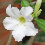 White Desert Rose Plants Live for Indoor Outdoor Growing, Cold Hardy, Starter Size, 4-7 Inc in Tall Desert Rose Seedling