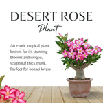 02 Pink Desert Rose Live Plants, Starter Adenium 3-6 Inches Tall, No Pot, No Flower, Tropical Flowering Succulent Plants for Indoor Outdoor Growing