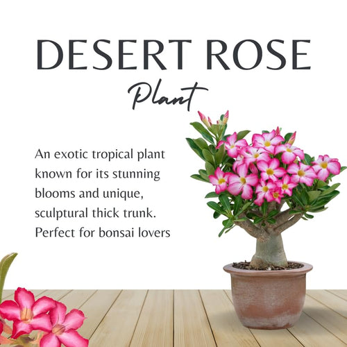 02 Pink Desert Rose Live Plants, Starter Adenium 3-6 Inches Tall, No Pot, No Flower, Tropical Flowering Succulent Plants for Indoor Outdoor Growing