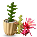 Trailing Epiphyllum Pink Fishbone Cactus Live Plant in 4" Pot, Indoor Outdoor Succulent Cactus Houseplant for Home Decor, No CA