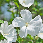 Althea Rose of Sharon Plant Live 6-13 Inc Tall, Hibiscus Syriacus Flowers Rose of Sharon Bush Shrub, in Pot (White)
