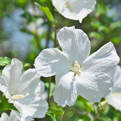 1 Rose of Sharon Live Plant 6 to 13 Inch Tall, Althea Hibiscus Plant Live, in Pot, Fragrant Hibiscus Syriacus Bush (White Rose of Sharon Bush)