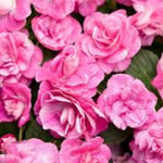 2 Double Impatiens Plants, Double Flowering Impatiens Starter Plant 4-7 Inches, Shade Garden or Patio Container Flower (Double Pink)