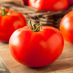 2 Bigbeef Tomato Plants Live, 4-8 Inch Tall, Tomato Live Plants Well-Rooted for Garden