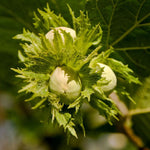 Hazelnut Tree Bare Root - 1-2 Ft Tall Live Hazelnut Plant