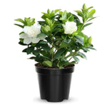 Set 2 of Jasmine Plants Live, Frost Proof Gardenia Plants Live, 5 Inches and 7 Inches Tall