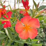 Orange Dipladenia Live Plant, Tropical Flowering Vine Trailing Plants, 4 to 9 Inch Tall
