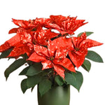 2 Multi Varieties Poinsettia Plants Live, Polka Dot Red Poinsettia Flowers for Holiday Christmas Gift, Decoration Houseplant 5-10" in Tall, No Pot