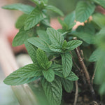 Set 2 Spearmint Plants, Herb Spearmint Plant Live for Outdoor Garden, Perennial Mint Plants, Size 3 to 6 Inch, No Pot