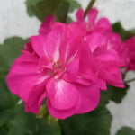 2 Pink Geranium Plants Live, Geraniums Live Plants, Colorful Flowering Plants for Garden, Patio, or Hanging Baskets, 5-9" Tall, No Pot