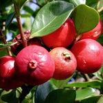 5-8 Inch Strawberry Guava Tree - Live Plant, Sweet Tropical Fruit for Home Gardens Indoor Outdoor Growing