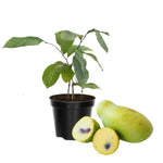 Pawpaw Tree Live Plant, Paw Paw Tree Live Plant, 6 to 12 Inc Tall
