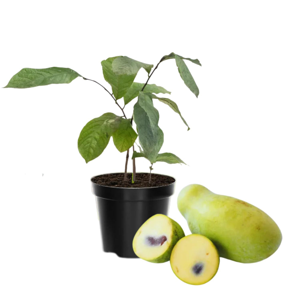 Pawpaw Tree Live Plant, Paw Paw Tree Live Plant, 6 to 12 Inc Tall