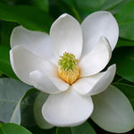 Magnolia Tree Live Plant 6-12 Inch Height, Fragrant Magnolia Plant Live to Grow, Magnolia Bush Flowers (Sweetbay Magnolia)