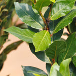 Bay Leaf Tree Plant, Sweet Bay Leaf Tree, 7-10 Inches Tall, Laurus Nobilis in 4 Inch Pot for Growing