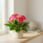 Gerbera Daisy Plants Live, Pink Daisy Plant, 5-7 Inches Tall, Colorful Perennial Plant, Bright Blooms for Indoor Outdoor Growing