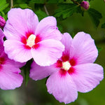 Althea Rose of Sharon Plant Live 6-13 Inc Tall, Hibiscus Syriacus Flowers Rose of Sharon Bush Shrub, in Pot (Pink)