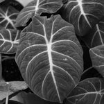 Black Velvet Alocasia Plant Live, Rare Tropical Alocasia Indoor Houseplant 4-7 Inches
