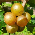2 Bronze Muscadine Grape Live Plants, Cold Hardy Grape Vines 4-8" Tall for Garden or Vineyard Growing