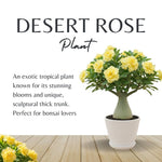 02 Double Yellow Desert Rose Live Plants, Starter Adenium 3-6 Inches Tall, No Pot, No Flower, Tropical Flowering Succulent Plants for Indoor Outdoor Growing