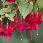 2 Red Fuchsia Live Plants 4-7'' Tall, Hardy Hanging Basket Flower Plant, Shade Loving Blooming Fuchsia Starter Plants