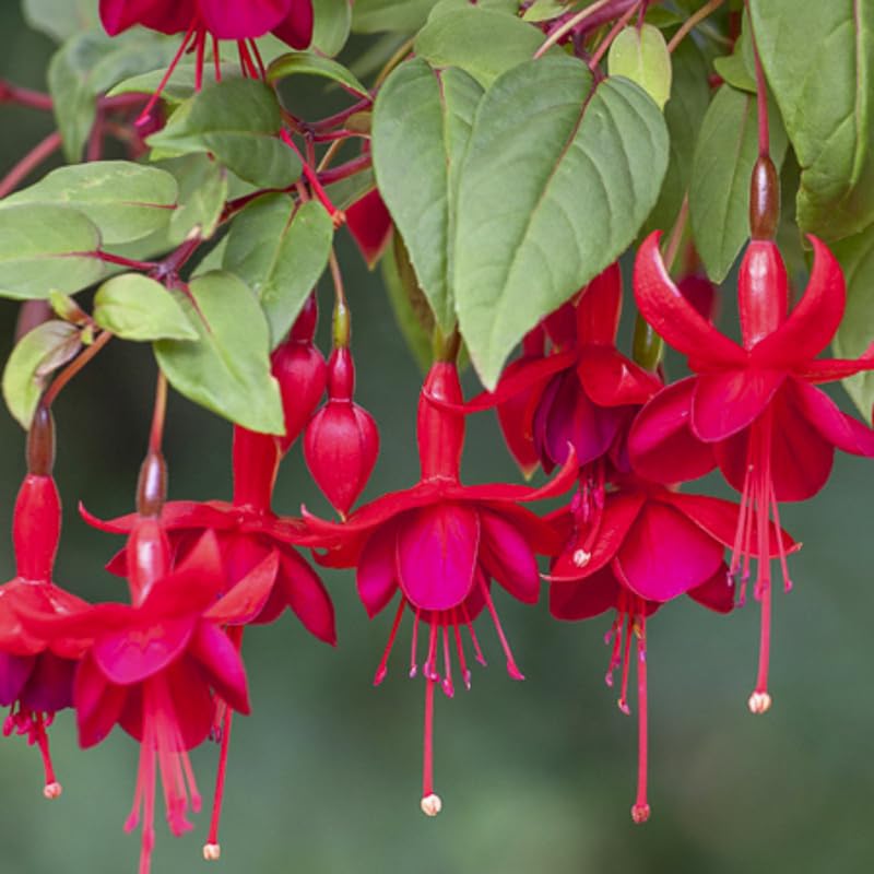 2 Red Fuchsia Live Plants 4-7'' Tall, Hardy Hanging Basket Flower Plant, Shade Loving Blooming Fuchsia Starter Plants