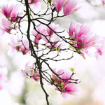 Magnolia Tree Live Plant 6 to 12 Inch Height, Fragrant Magnolia Plant Live to Grow, Magnolia Bush Flowers (Jane Magnolia)